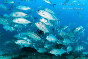 Jacks in group, Cabo Pulmo Mexico by Alejandro Topete 